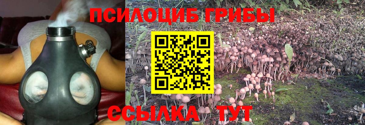 Березники  Галлюциногенные грибы Psilocybe  купить  сайты  Вход с VPN 